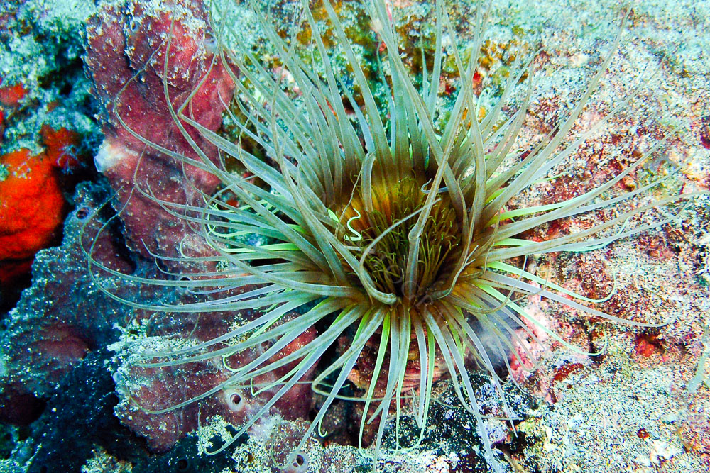 anemone2.jpg