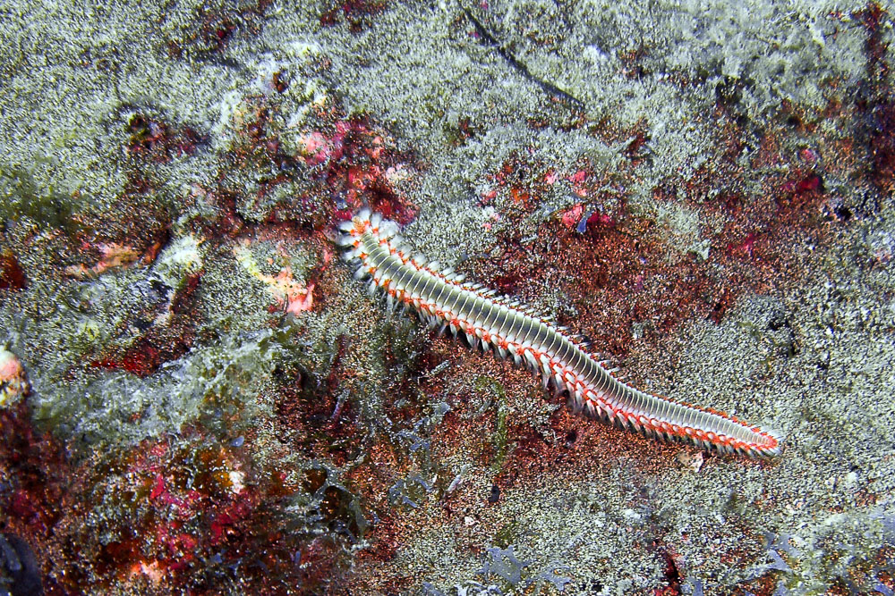 seaworm1.jpg