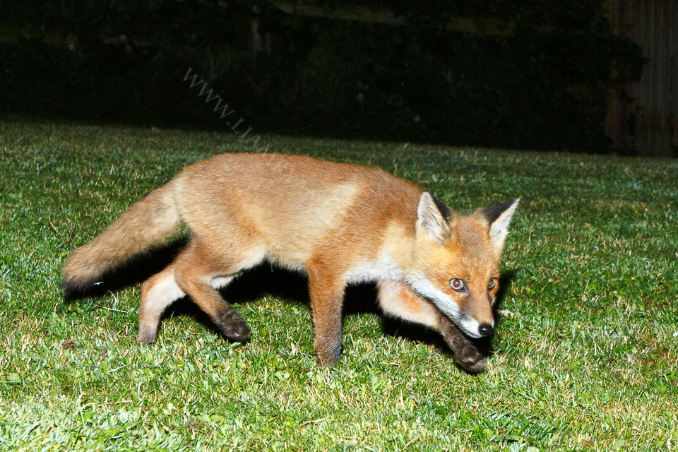 fox201406250800.jpg